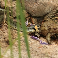 Zaskroniec - Natrix natrix - Grass snake