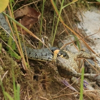Zaskroniec - Natrix natrix - Grass snake