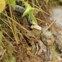 Zaskroniec - Natrix natrix - Grass snake