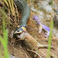 Zaskroniec - Grass snake