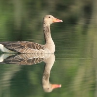 Gęgawa - Anser anser - Greylag Goose