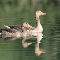Gęgawa - Anser anser - Greylag Goose