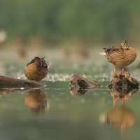 Krzyżówka - Anas platyrhynchos - Mallard