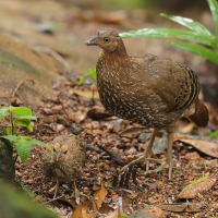 Kur cejlonski - Gallus lafayetii - Sri Lanka Junglefowl
