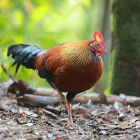 Kur cejlonski - Gallus lafayetii - Sri Lanka Junglefowl