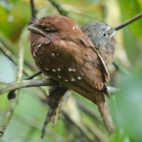 Gębal cejloński - Batrachostomus moniliger - Sri Lankan Frogmouth