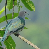 Muszkatela miedziana - Ducula aenea - Green Imperial Pigeon