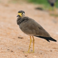 Czajka brunatna - Vanellus malabaricus - Yellow-wattled Lapwing