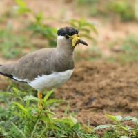 Czajka brunatna - Vanellus malabaricus - Yellow-wattled Lapwing