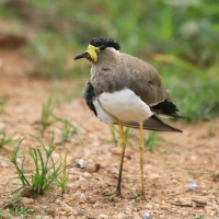 Czajka brunatna - Vanellus malabaricus - Yellow-wattled Lapwing