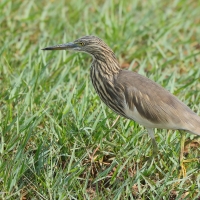Czapla siodłata - Ardeola grayii - Indian Pond-Heron