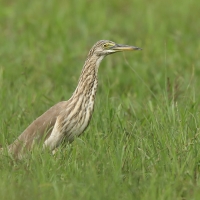 Czapla siodłata - Ardeola grayii - Indian Pond-Heron