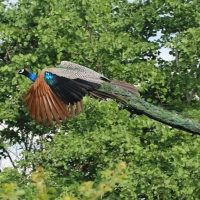 Paw indyjski - Pavo cristatus - Indian Peafowl