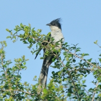 Kukułka czarno-biała - Clamator jacobinus - Jacobin Cuckoo