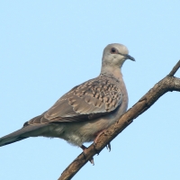 Turkawka wschodnia - Streptopelia orientalis - Oriental Turtle Dove