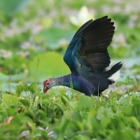 Modrzyk siwogłowy - Porphyrio p. poliocephalus - Grey-headed Swamphen