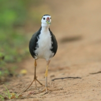 Bagiewnik białopierśny - Amaurornis phoenicurus - White-breasted Waterhen