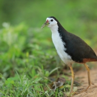 Bagiewnik białopierśny - Amaurornis phoenicurus - White-breasted Waterhen