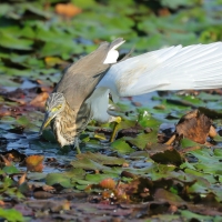 Czapla siodłata - Ardeola grayii - Indian Pond-Heron