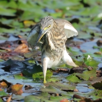 Czapla siodłata - Ardeola grayii - Indian Pond-Heron
