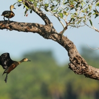 Drzewica indyjska - Dendrocygna javanica - Lesser Whistling-duck