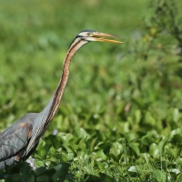 Czapla purpurowa - Ardea purpurea - Purple Heron