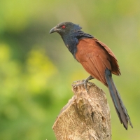 Kukal zmienny - Centropus sinensis - Greater Coucal