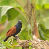 Kukal zmienny - Centropus sinensis - Greater Coucal