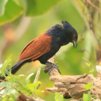 Kukal zmienny - Centropus sinensis - Greater Coucal