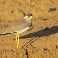Czajka brunatna - Vanellus malabaricus - Yellow-wattled Lapwing
