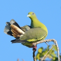 Treron zielonolicy - Treron bicinctus - Orange-breasted Green Pigeon