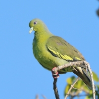 Treron zielonolicy - Treron bicinctus - Orange-breasted Green Pigeon