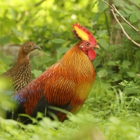 Kur cejlonski - Gallus lafayetii - Sri Lanka Junglefowl