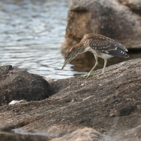 Ślepowron - Nycticorax nycticorax - Black-crowned Night-Heron