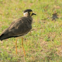 Czajka brunatna - Vanellus malabaricus - Yellow-wattled Lapwing