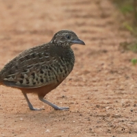 Przepiórnik prążkowany - Turnix suscitator - Barred Buttonquail