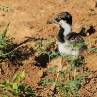 Czajka indyjska - Vanellus indicus - Red-wattled Lapwing