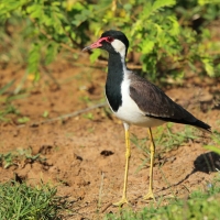 Czajka indyjska - Vanellus indicus - Red-wattled Lapwing