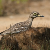 Kulon indyjski - Burhinus oedicnemus indicus - Indian Stone-curlew