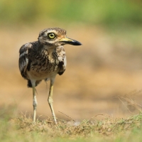 Kulon indyjski - Burhinus oedicnemus indicus - Indian Stone-curlew