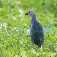 Modrzyk siwogłowy - Porphyrio p. poliocephalus - Grey-headed Swamphen