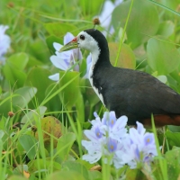 Bagiewnik białopierśny - Amaurornis phoenicurus - White-breasted Waterhen