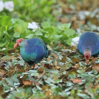 Modrzyk siwogłowy - Porphyrio p. poliocephalus - Grey-headed Swamphen