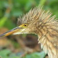 Czapla siodłata - Ardeola grayii - Indian Pond-Heron