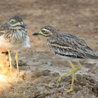 Kulon indyjski - Burhinus oedicnemus indicus - Indian Stone-curlew