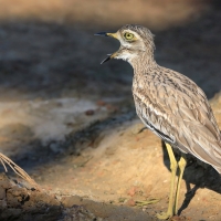 Kulon indyjski - Burhinus oedicnemus indicus - Indian Stone-curlew