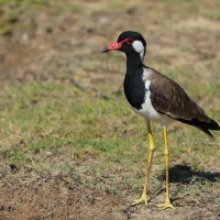 Czajka indyjska - Vanellus indicus - Red-wattled Lapwing