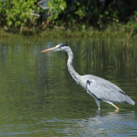 Czapla siwa - Ardea cinerea -Grey Heron