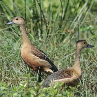 Drzewica indyjska - Dendrocygna javanica - Lesser Whistling-duck