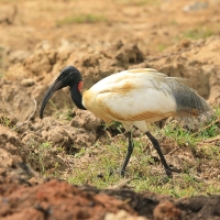 Ibis siwopióry - Threskiornis melanocephalus - Black-headed Ibis